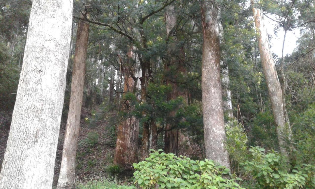 Woods Hut Apartment Nuwara Eliya Exterior photo